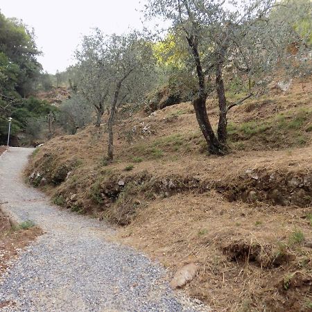 Fattoria Ceragioli Villa Camaiore Eksteriør bilde